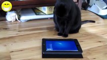 videos graciosos 2014 videos de risa de gatos chistosos jugando con el Ipad