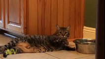 Lazy Cat Drinks Water Lying Down