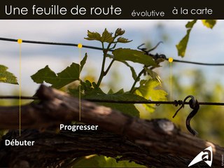 Viticulture durable en Champagne