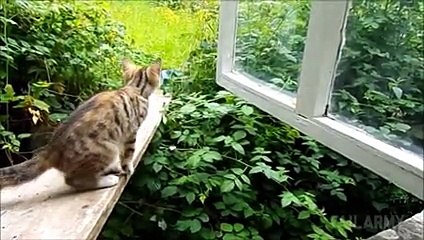 Disappearing Act Fails Compilation