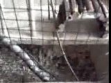 cage des rattes