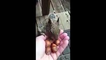 Un écureuil arrive à mettre 7 grosses noisettes dans la bouche!
