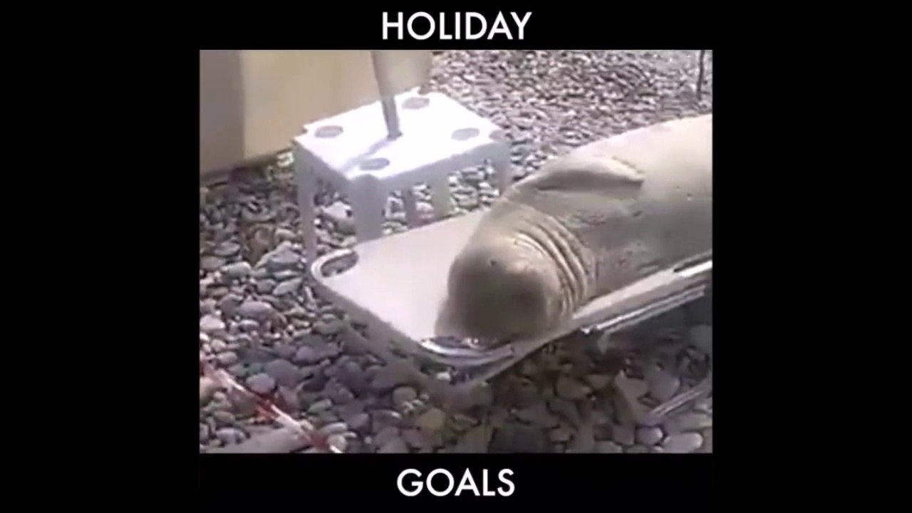 Une Otarie en mode vacances sur un transat fait sa sieste comme un touriste!