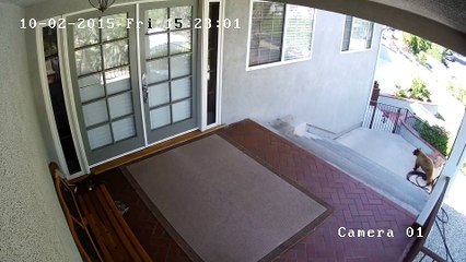 Un bouledogue chasse des ours de son jardin