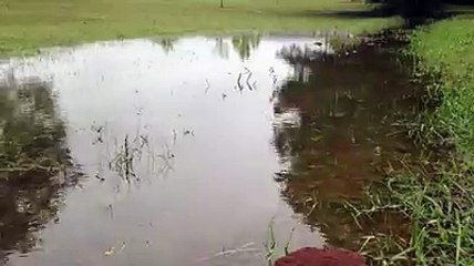 The Way Ants Survive A Flood Will Blow Your Mind