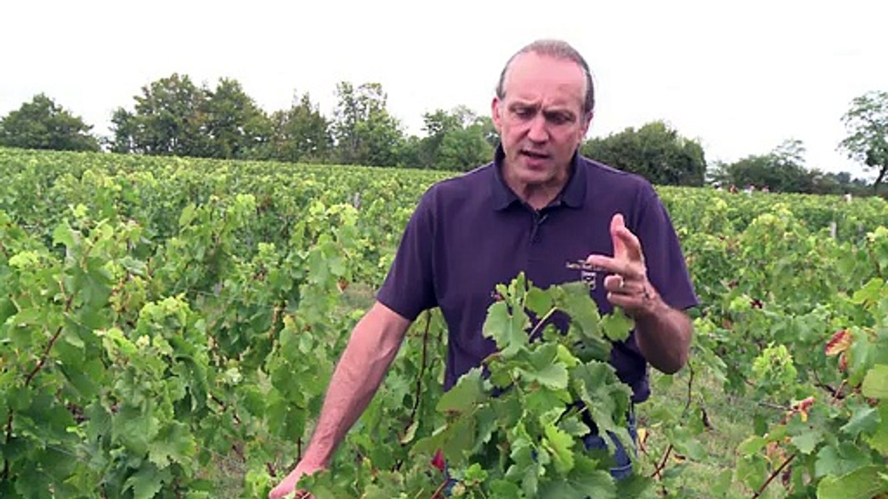 Bordeaux-winzer rechnen mit spitzenjahrgang