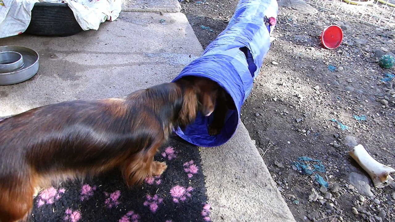 chiots teckels en folie