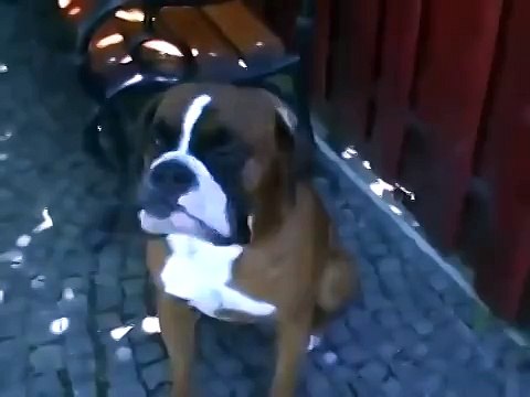 Боксер, который умеет говорить.mp4