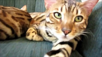 Ашера, это прелесть