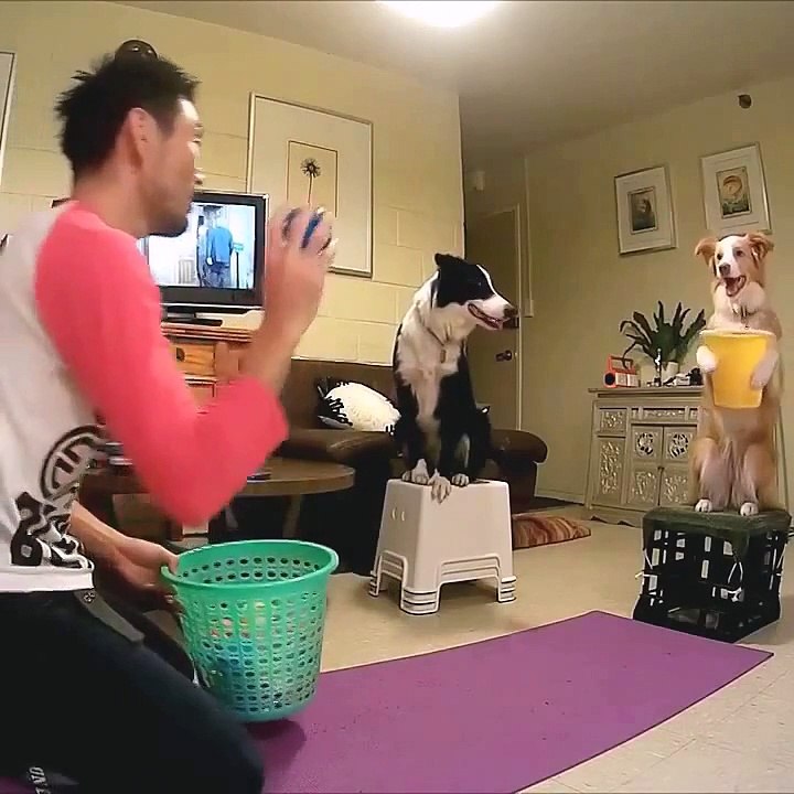Вот это дрессировка! Браво