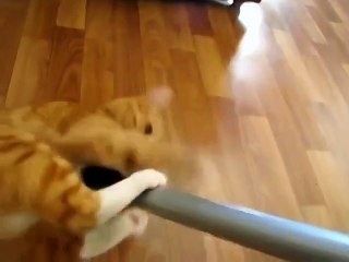 Кот и пылесос