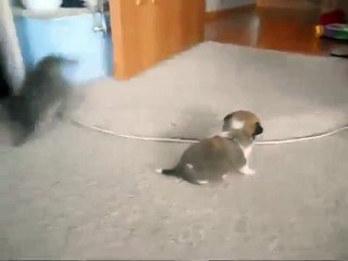 Котёнок и щенок играют друг с другом