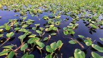 Indian River County, eine Oase für Naturliebhaber im sonnigen Florida