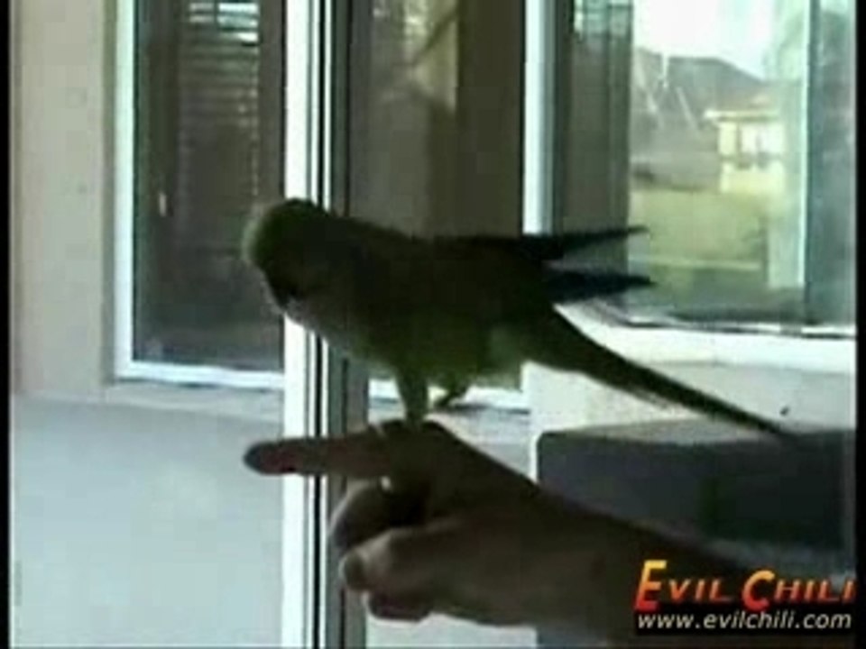 Perico bravo