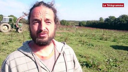Plougonven (29). Pierre Gualandi élève ses cochons bio en plein air