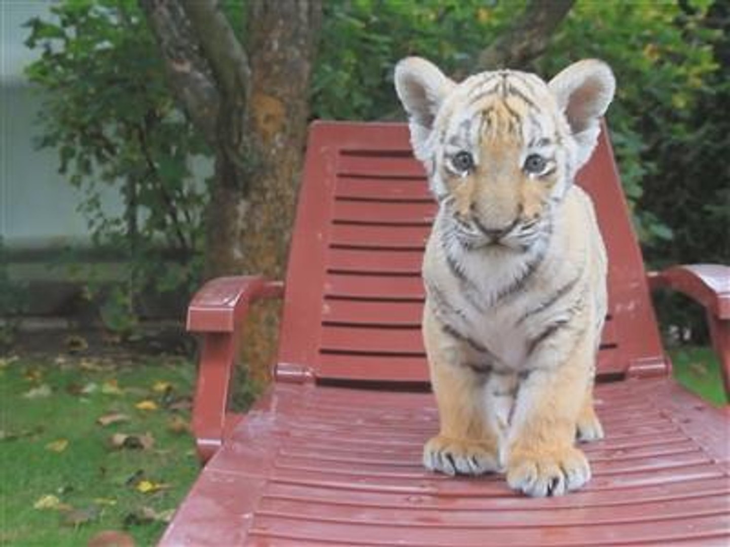 Surprise Sur Le Pas De Sa Porte Un Bebe Tigre Video Dailymotion