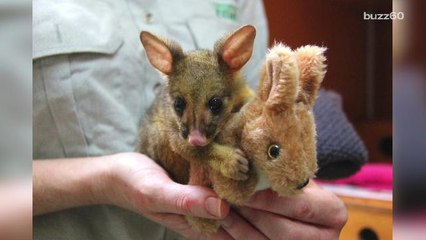 Adorable baby possum won't let go of tiny stuffed kangaroo