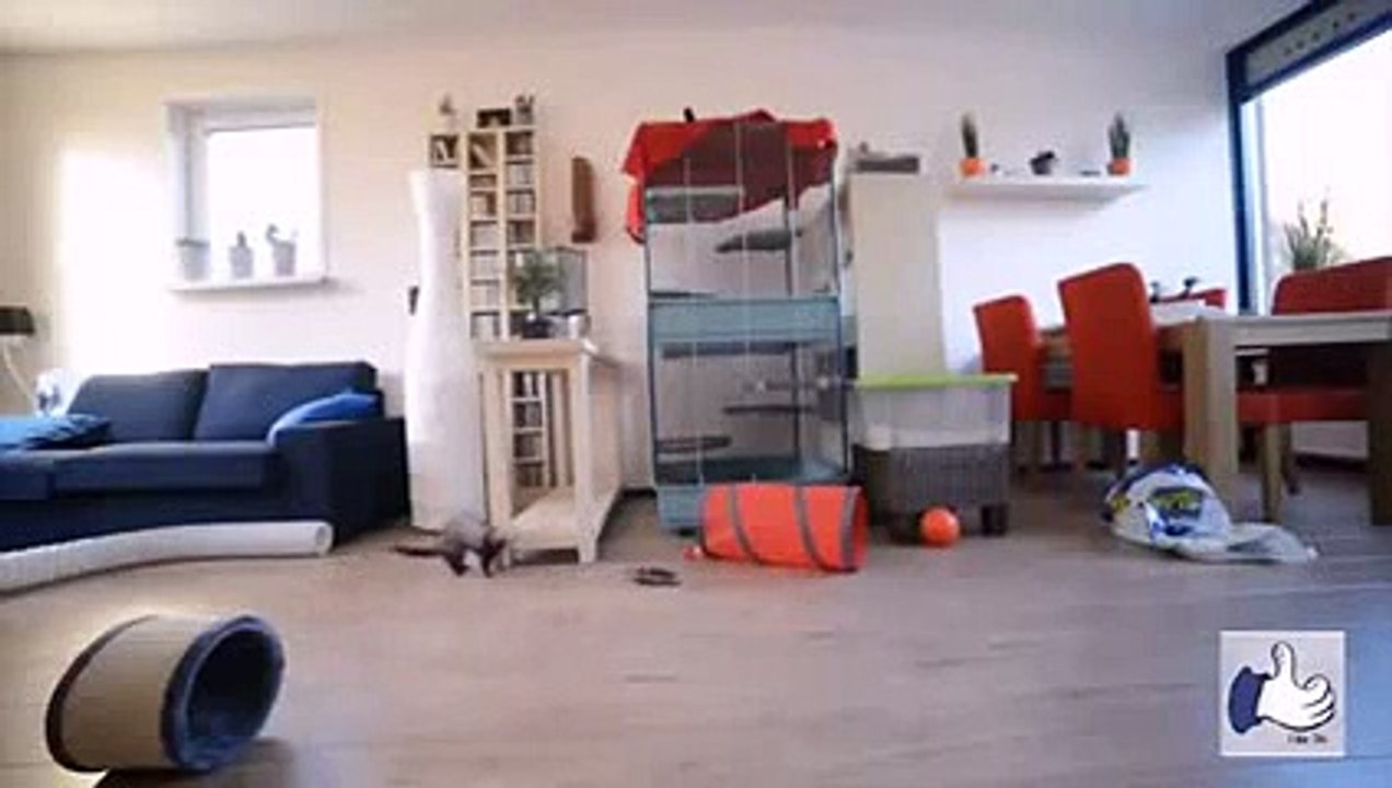 ЛУЧШИЕ ПРИКОЛЫ и НЕУДАЧИ BEST FUNNY VIDEOS #31