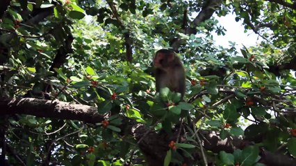 Sakhi Zinda Peer - Saidpur