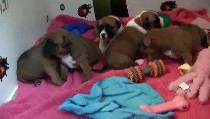 14ème  vidéo Chiot n°2 de la 22ème portée de STAFFORDLAND