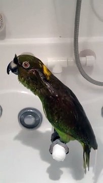 Макеша, который любит петь в душе исполнил новый хит