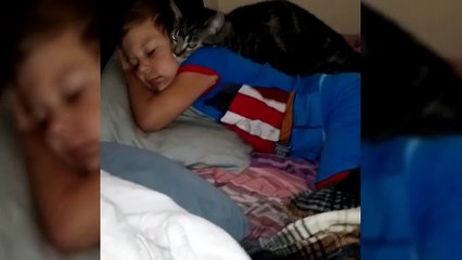 Самый ласковый кот