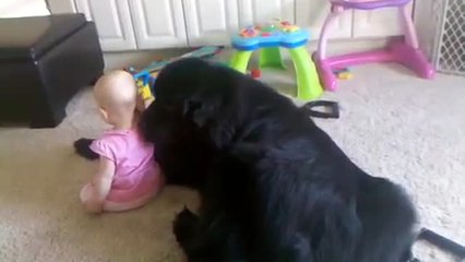 Giant Newfoundland shows love to little baby