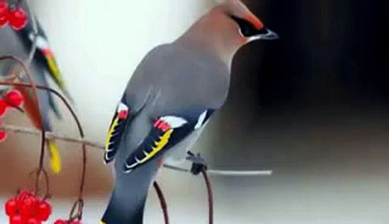 See The Cute & Beautiful Birds in The World HD - Video Dailymotion_4