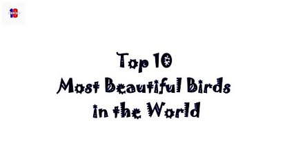Top 10 Most Beautiful Birds in the World - Video Dailymotion_2