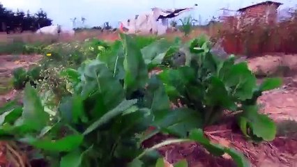 Aujourd'hui un avis d'expulsion a été distribué dans la majeur parti des lieux de la ZAD d'Agen 07/10/2015