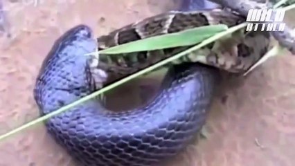 Animal Attack Cobra vs Python Fight HD ll 20152016