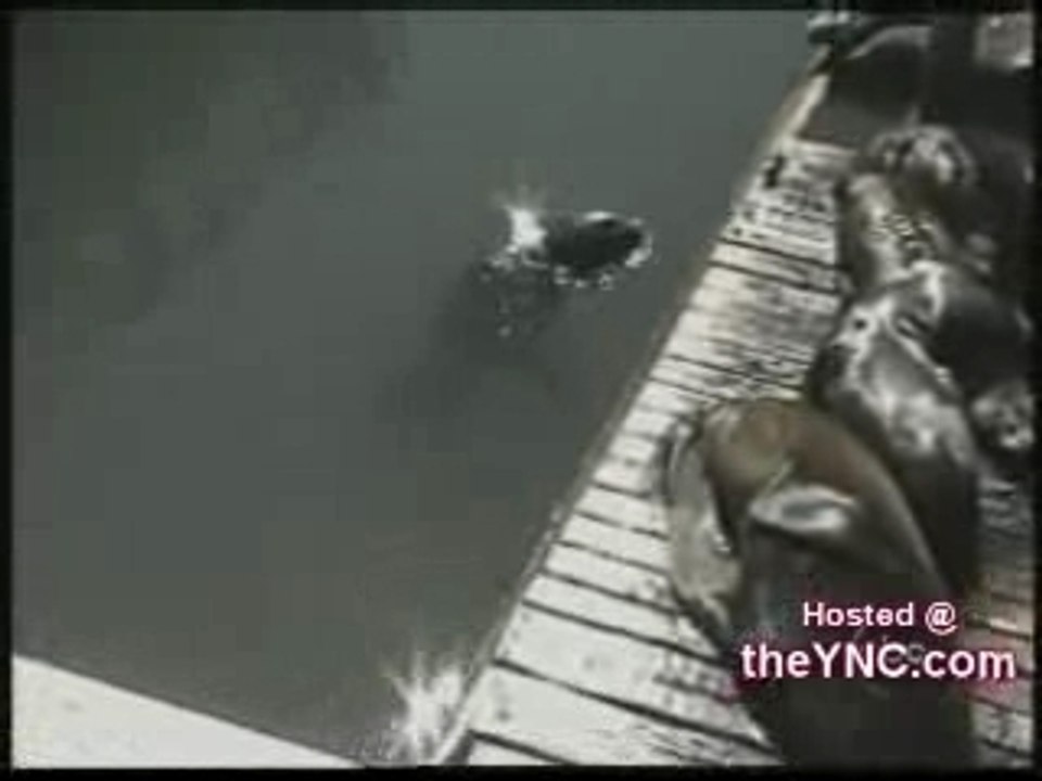 seelöwe sucht 'parkplatz'