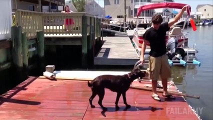 Beautiful Dogs with Funniest Moods - Nice Video