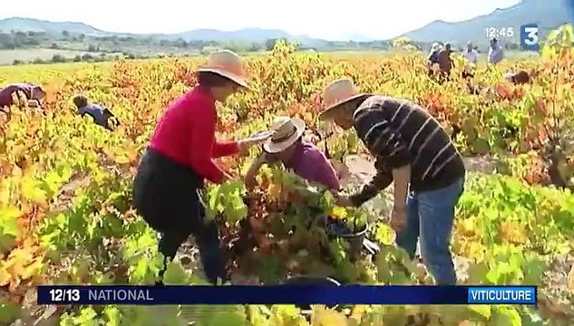 Languedoc-Roussillon : des vendanges réalisées par des non-voyants