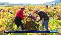 Languedoc-Roussillon : des vendanges réalisées par des non-voyants