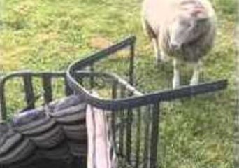 Winter the Lamb Doesn't Like Lawn Chairs