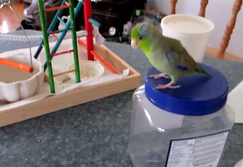 Little Bird Pip-Pip Loves Cereal