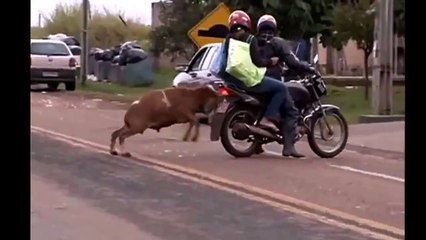 Hilarious Animal Attack LOL