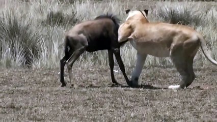 lioness hunting wildebeest HD ll 2015