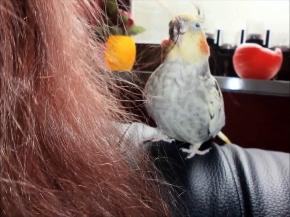 Jenny´s Vogelbande (mit Sound) hihi