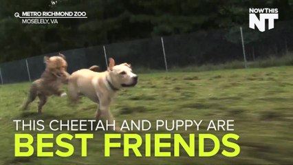 Cheetah Cub Rescued By Zoo Becomes BFF With Puppy