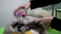Aprenda a fazer três penteados em cachorro