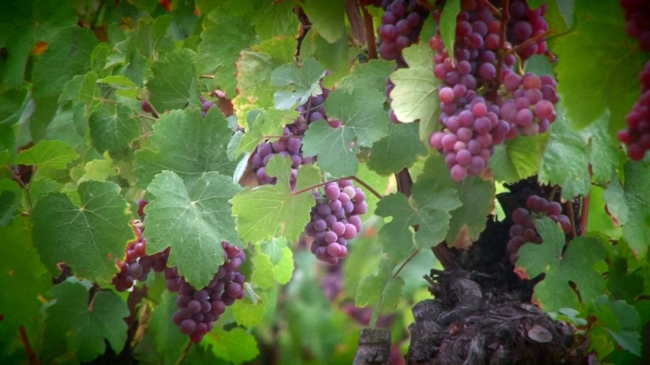 Michel De Kerchove - Peugeot 406 STW - Turckheim 2015