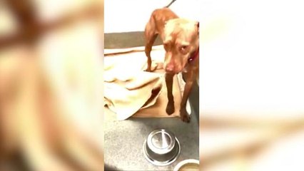 Shelter dog makes his bed every day, proving he's tidier than your kids