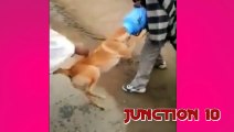 Dog mouth stuck in a can _ Very funny video _ Kutta Kand