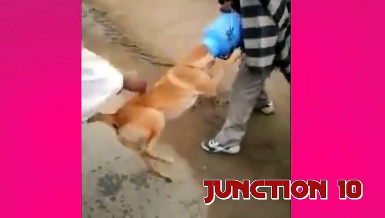 Dog mouth stuck in a can _ Very funny video _ Kutta Kand