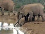 Il Salvataggio Dall'annegamento Del Baby Elefante
