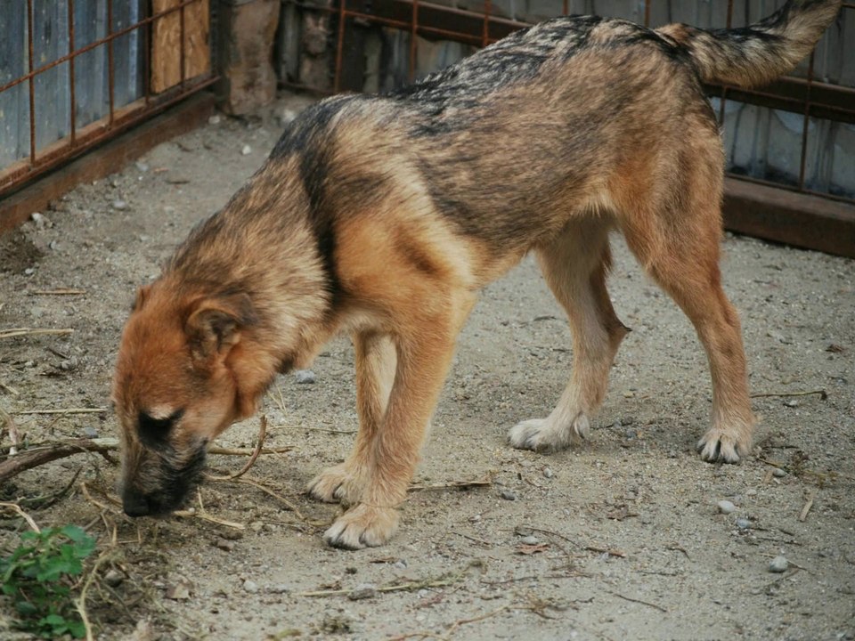 Kiara est à adopter