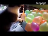 La divertente reazione dei gatti quando vedono un palloncino simile a loro