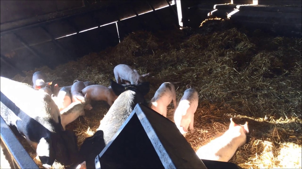 pigs farm animals cochons a la ferme